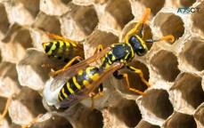 Frontline Wasp Removal Melbourne