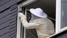 Frontline Wasp Removal Sydney