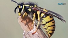 Frontline Wasp Removal Perth