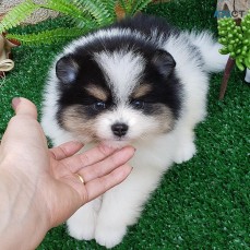 Pomeranian puppies available