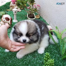 Pomeranian puppies available