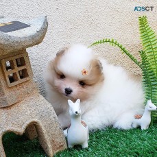 Pomeranian puppies available