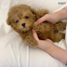 Poodle puppies here for Sale 