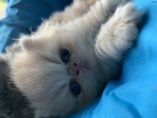 Pedigree Persian Kittens