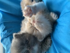 Pedigree Persian Kittens