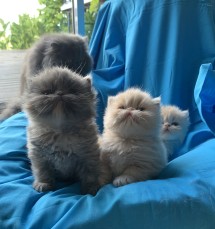 Pedigree Persian Kittens