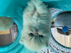 Pedigree Persian Kittens