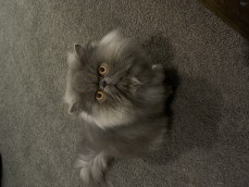 Pedigree Persian Kittens