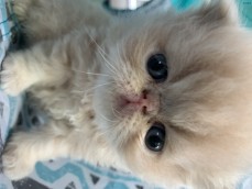 Pedigree Persian Kittens