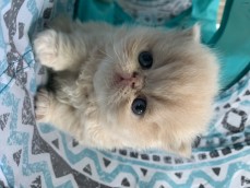 Pedigree Persian Kittens