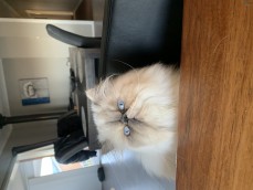 Pedigree Persian Kittens