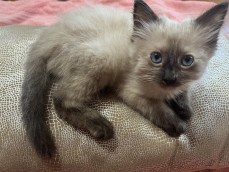 Ragdoll kittens