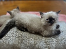 Ragdoll kittens