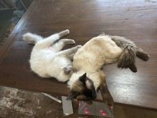 Ragdoll kittens