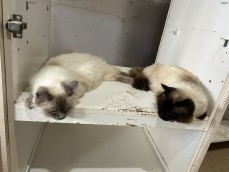 Ragdoll kittens