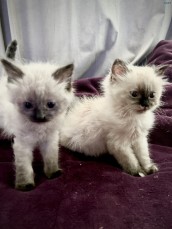 Ragdoll kittens