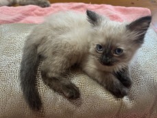 Ragdoll kittens