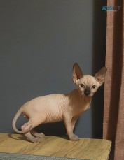 Sphynx Kittens 