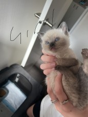 For sale Ragdoll x British shorthair 