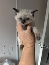 For sale Ragdoll x British shorthair 