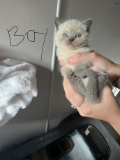 For sale Ragdoll x British shorthair 