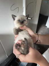 For sale Ragdoll x British shorthair 