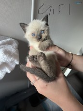 For sale Ragdoll x British shorthair 