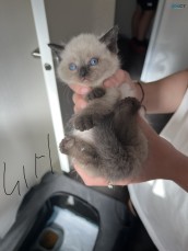 For sale Ragdoll x British shorthair 