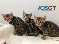 male and female Bengal kittens