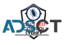 Sydney Termite Treatment 