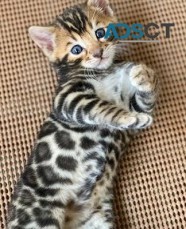 Female Bengal cat 