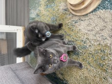 Russian Blue x British short hair 2 cats