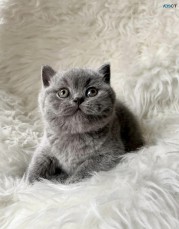 British Shorthair Kittens For Sale Male,