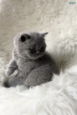 British Shorthair Kittens For Sale Male,