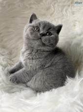 British Shorthair Kittens For Sale Male,