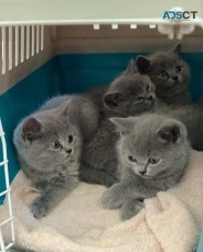 British Shorthair Kittens For Sale Male,