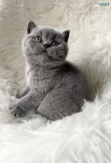 British Shorthair Kittens For Sale Male,