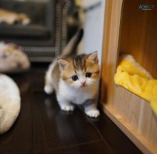 munchkin kittens for sale near me