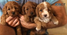  CAVOODLE Puppies