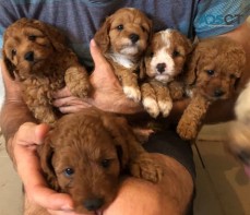  CAVOODLE Puppies