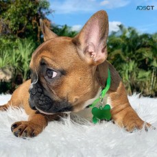 ANKC- Pedigree French Bulldog puppies