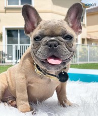 ANKC- Pedigree French Bulldog puppies