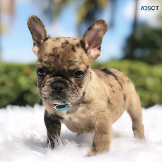 ANKC- Pedigree French Bulldog puppies