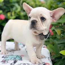 ANKC- Pedigree French Bulldog puppies