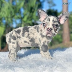 ANKC- Pedigree French Bulldog puppies