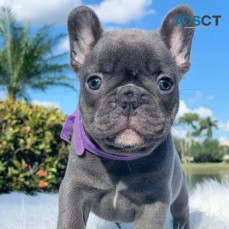 ANKC- Pedigree French Bulldog puppies