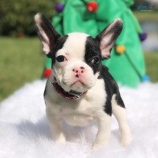 ANKC- Pedigree French Bulldog puppies