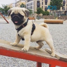 Pug Puppies for sale