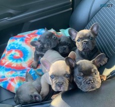 Stunning blue fawn French bulldog