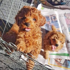 Poodle puppies here for Sale 